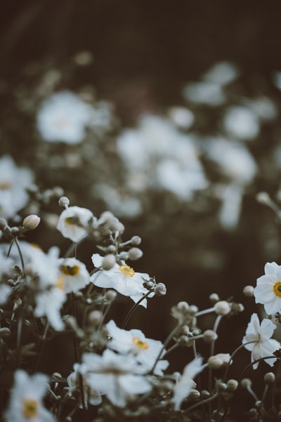 白色和黄色花瓣的选择性聚焦摄影